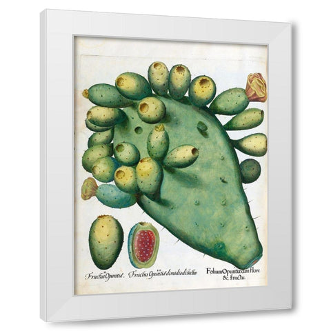 Cactus White Modern Wood Framed Art Print by Besler, Basilius