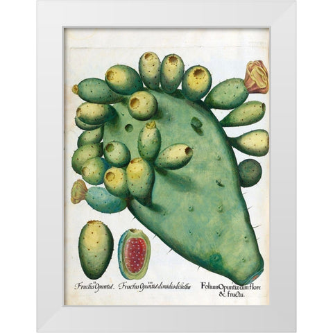 Cactus White Modern Wood Framed Art Print by Besler, Basilius