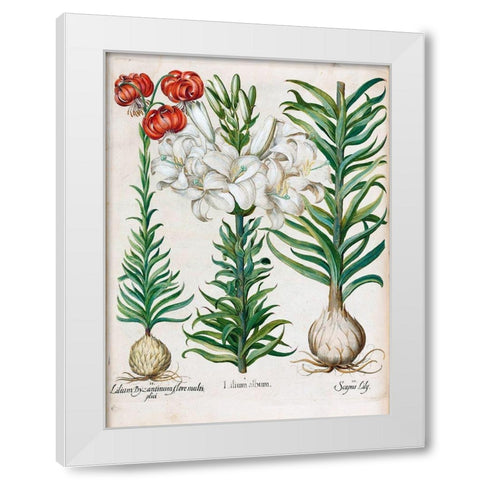 Lilies White Modern Wood Framed Art Print by Besler, Basilius