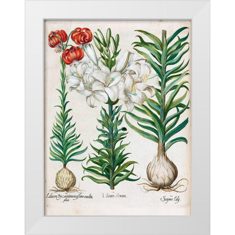 Lilies White Modern Wood Framed Art Print by Besler, Basilius