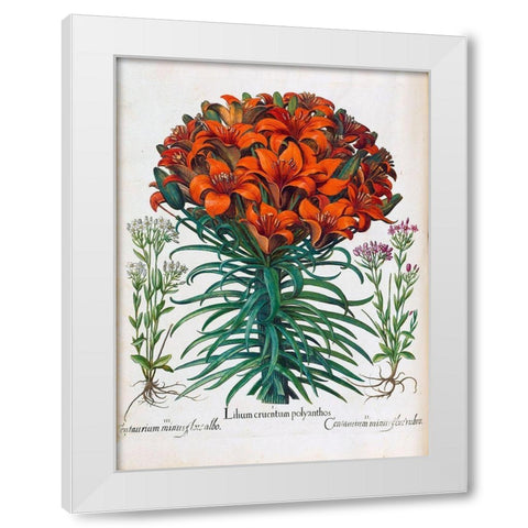 Lily, Polyanthus White Modern Wood Framed Art Print by Besler, Basilius