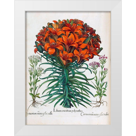 Lily, Polyanthus White Modern Wood Framed Art Print by Besler, Basilius
