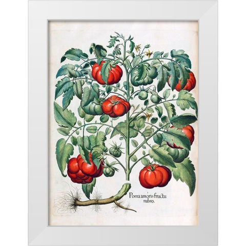 Tomato White Modern Wood Framed Art Print by Besler, Basilius