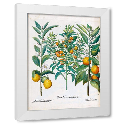 Orange, Lemons White Modern Wood Framed Art Print by Besler, Basilius
