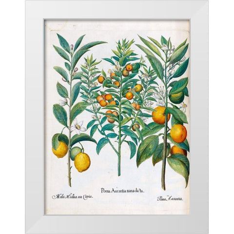 Orange, Lemons White Modern Wood Framed Art Print by Besler, Basilius