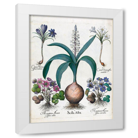 Crocus, Alba and Hepatica White Modern Wood Framed Art Print by Besler, Basilius