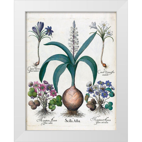 Crocus, Alba and Hepatica White Modern Wood Framed Art Print by Besler, Basilius