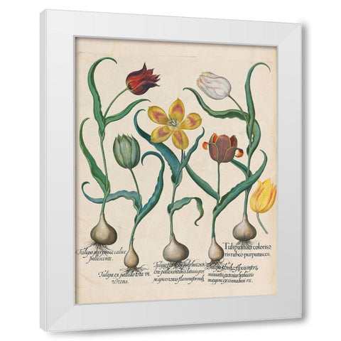 Tulips White Modern Wood Framed Art Print by Besler, Basilius
