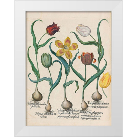 Tulips White Modern Wood Framed Art Print by Besler, Basilius
