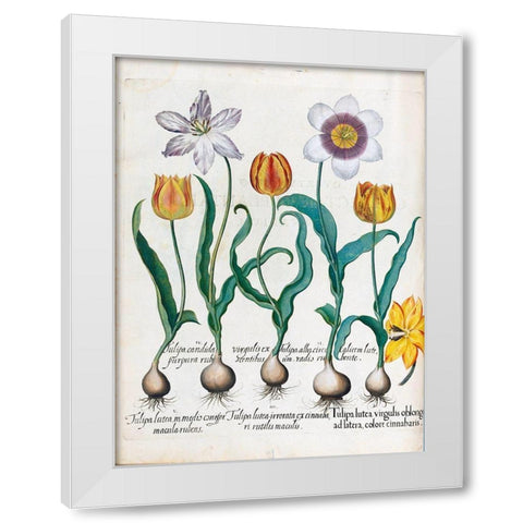 Tullips White Modern Wood Framed Art Print by Besler, Basilius
