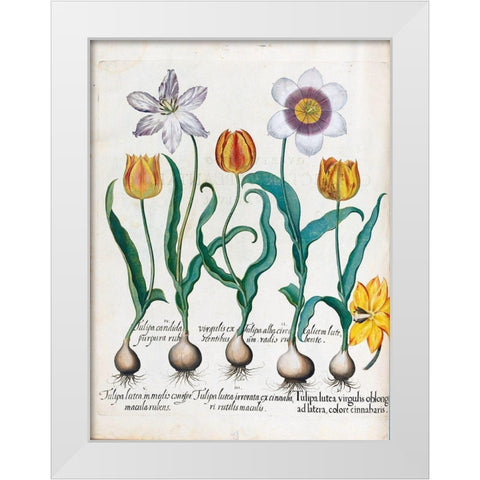Tullips White Modern Wood Framed Art Print by Besler, Basilius