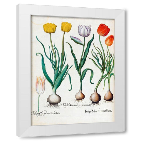 Tulips White Modern Wood Framed Art Print by Besler, Basilius