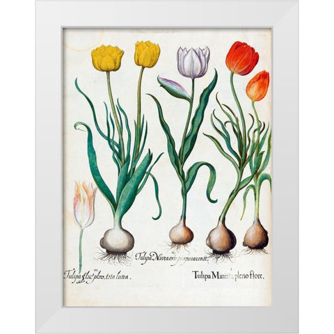 Tulips White Modern Wood Framed Art Print by Besler, Basilius