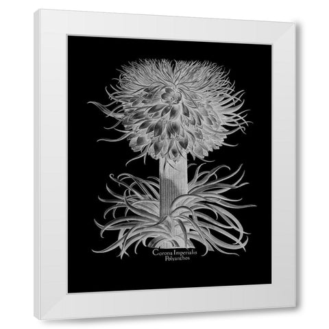 Corona Imperialis Polyanthos White Modern Wood Framed Art Print by Besler, Basilius