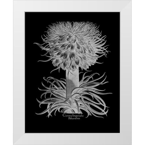 Corona Imperialis Polyanthos White Modern Wood Framed Art Print by Besler, Basilius