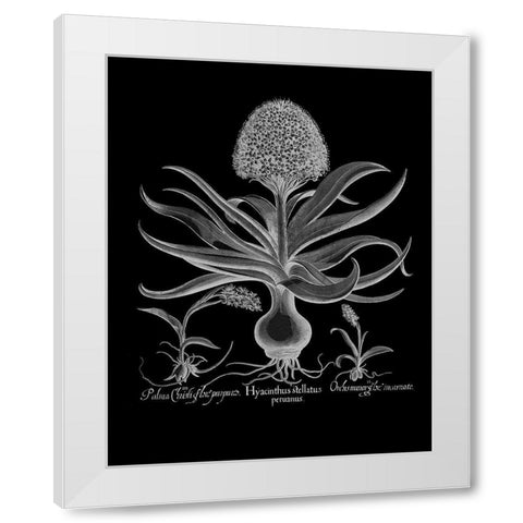 Hyacinthus White Modern Wood Framed Art Print by Besler, Basilius