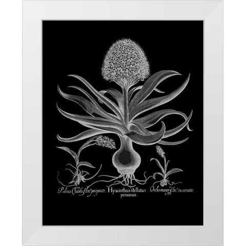 Hyacinthus White Modern Wood Framed Art Print by Besler, Basilius