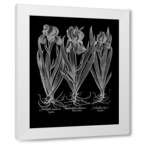 Iris Latifolia White Modern Wood Framed Art Print by Besler, Basilius