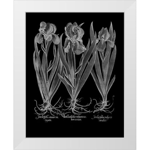 Iris Latifolia White Modern Wood Framed Art Print by Besler, Basilius