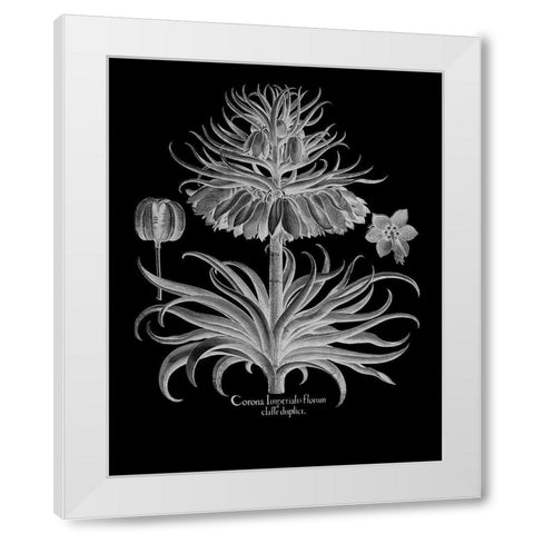 Corona Imperialis Florum White Modern Wood Framed Art Print by Besler, Basilius