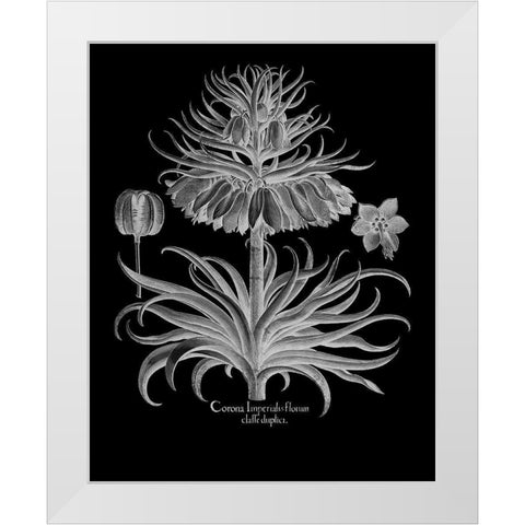 Corona Imperialis Florum White Modern Wood Framed Art Print by Besler, Basilius
