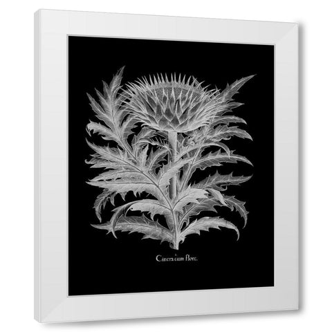Cinera White Modern Wood Framed Art Print by Besler, Basilius
