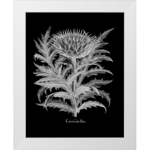 Cinera White Modern Wood Framed Art Print by Besler, Basilius