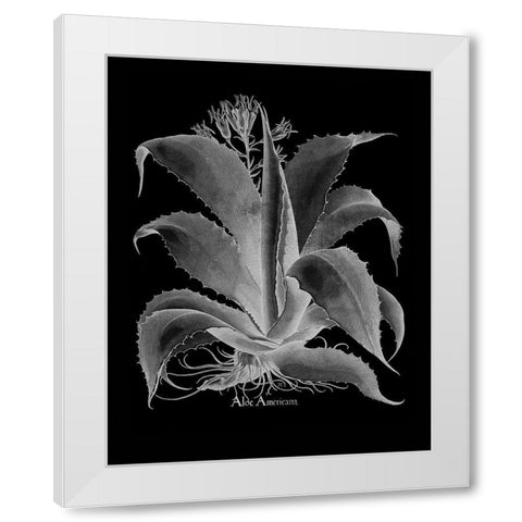 Aloe Americana White Modern Wood Framed Art Print by Besler, Basilius