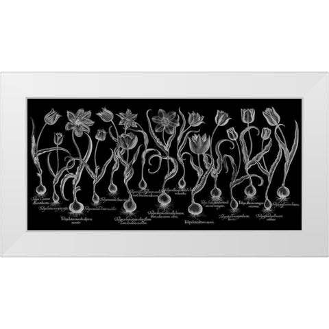 Tulipa White Modern Wood Framed Art Print by Besler, Basilius