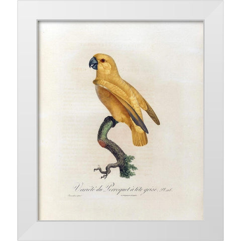 Variete du Perroquet a tete grise White Modern Wood Framed Art Print by Barraband, Jacques