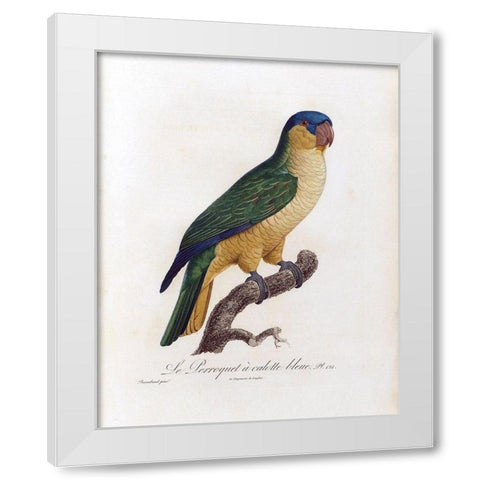 Le Perroquet a calotte bleu White Modern Wood Framed Art Print by Barraband, Jacques
