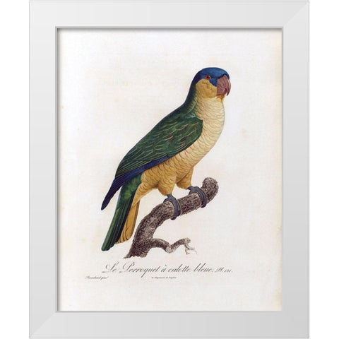 Le Perroquet a calotte bleu White Modern Wood Framed Art Print by Barraband, Jacques