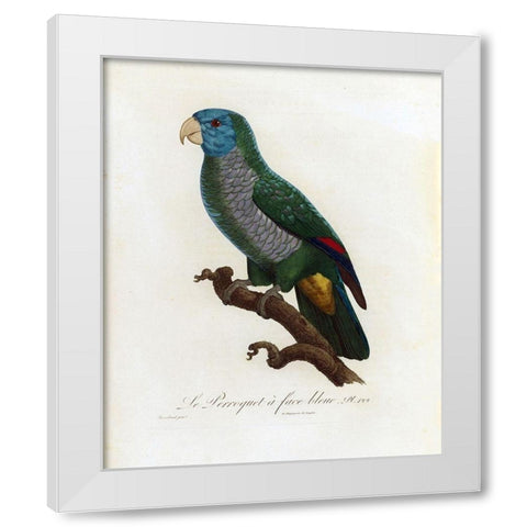 Le Perroquet a face bleu White Modern Wood Framed Art Print by Barraband, Jacques
