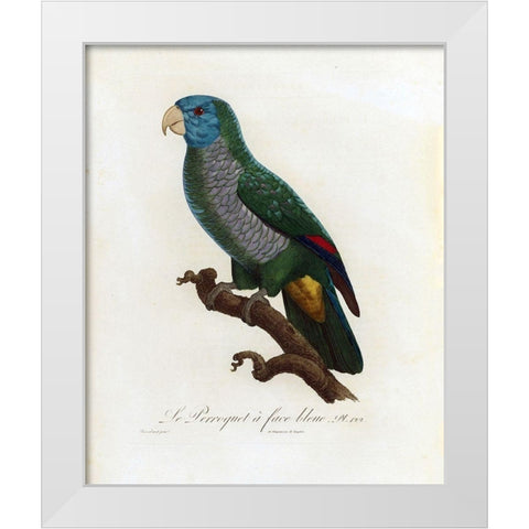 Le Perroquet a face bleu White Modern Wood Framed Art Print by Barraband, Jacques