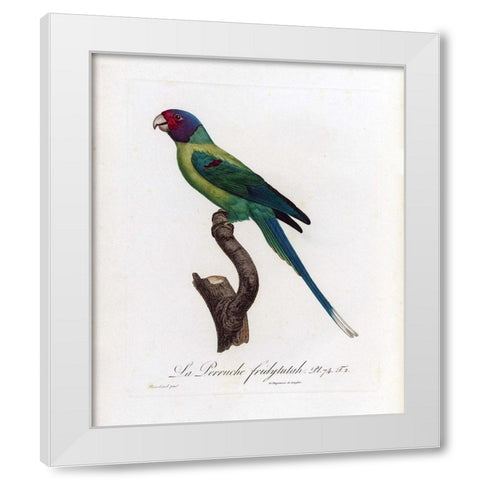 La Perruche, Fridytutah White Modern Wood Framed Art Print by Barraband, Jacques