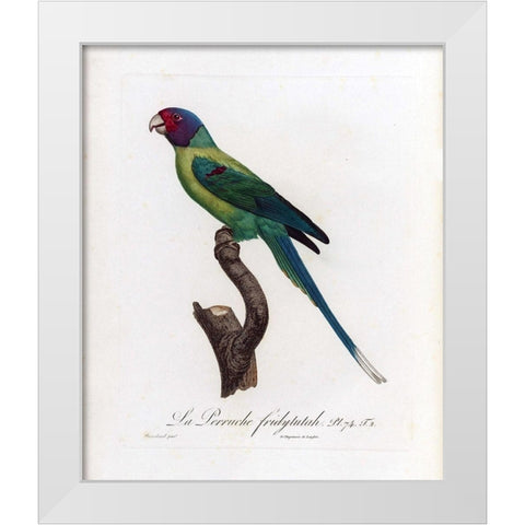 La Perruche, Fridytutah White Modern Wood Framed Art Print by Barraband, Jacques