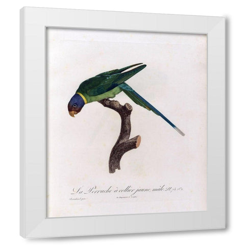 La Perruche a collier Jaune, male White Modern Wood Framed Art Print by Barraband, Jacques