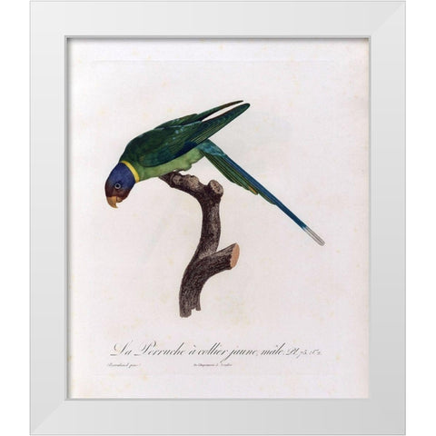 La Perruche a collier Jaune, male White Modern Wood Framed Art Print by Barraband, Jacques