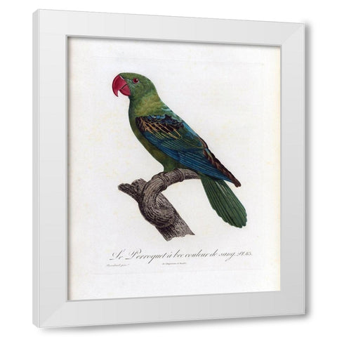 Le Perroquet a bac couleur de sang White Modern Wood Framed Art Print by Barraband, Jacques