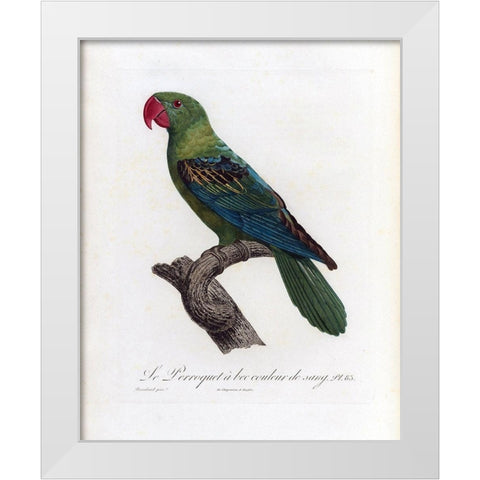 Le Perroquet a bac couleur de sang White Modern Wood Framed Art Print by Barraband, Jacques