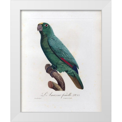L Amazone Femelle White Modern Wood Framed Art Print by Barraband, Jacques
