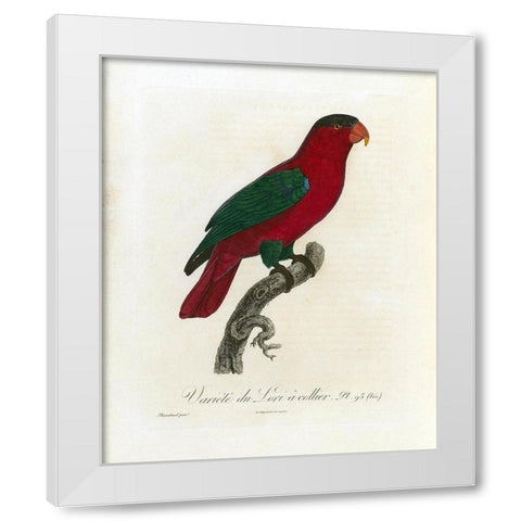 Variete du Lori a collier White Modern Wood Framed Art Print by Barraband, Jacques