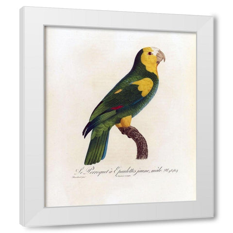 Le Perroquet a Epaulettes jaune, male White Modern Wood Framed Art Print by Barraband, Jacques