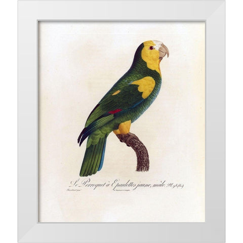 Le Perroquet a Epaulettes jaune, male White Modern Wood Framed Art Print by Barraband, Jacques