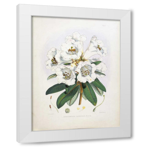 Rhododendron Dalhousiae White Modern Wood Framed Art Print by Hooker, Joseph Dalton
