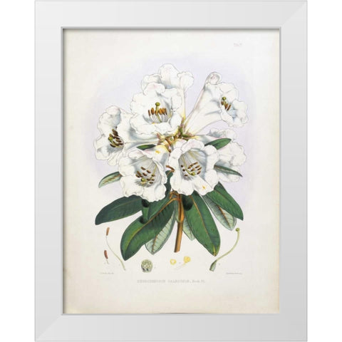 Rhododendron Dalhousiae White Modern Wood Framed Art Print by Hooker, Joseph Dalton