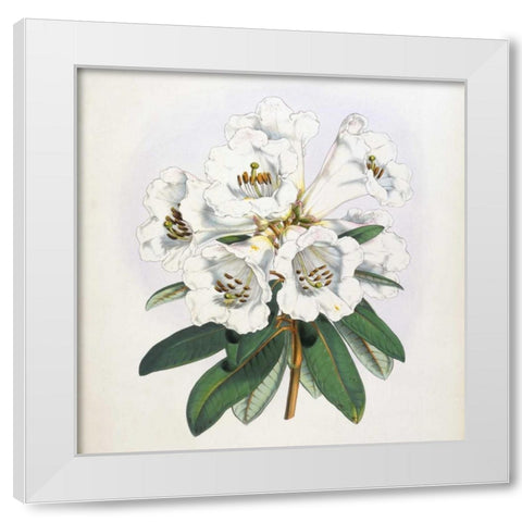 Rhododendron Dalhousiae Flower White Modern Wood Framed Art Print by Hooker, Joseph Dalton
