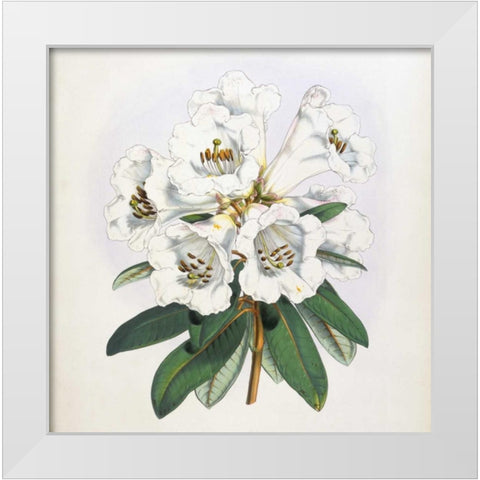 Rhododendron Dalhousiae Flower White Modern Wood Framed Art Print by Hooker, Joseph Dalton