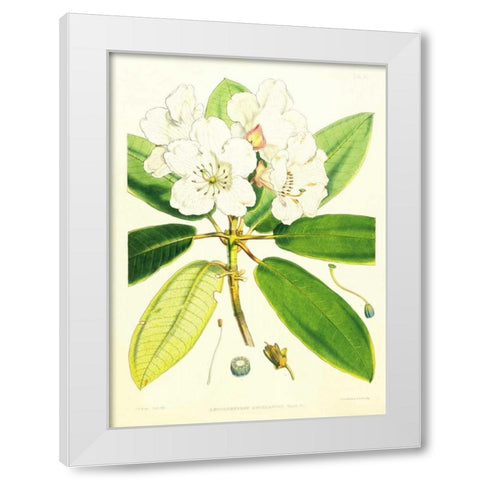 Rhododendron Aucklandii White Modern Wood Framed Art Print by Hooker, Joseph