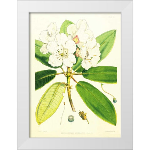 Rhododendron Aucklandii White Modern Wood Framed Art Print by Hooker, Joseph